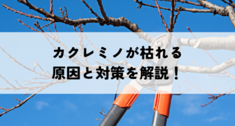 カクレミノが枯れる原因とその対策！剪定方法や病気・害虫の予防も解説