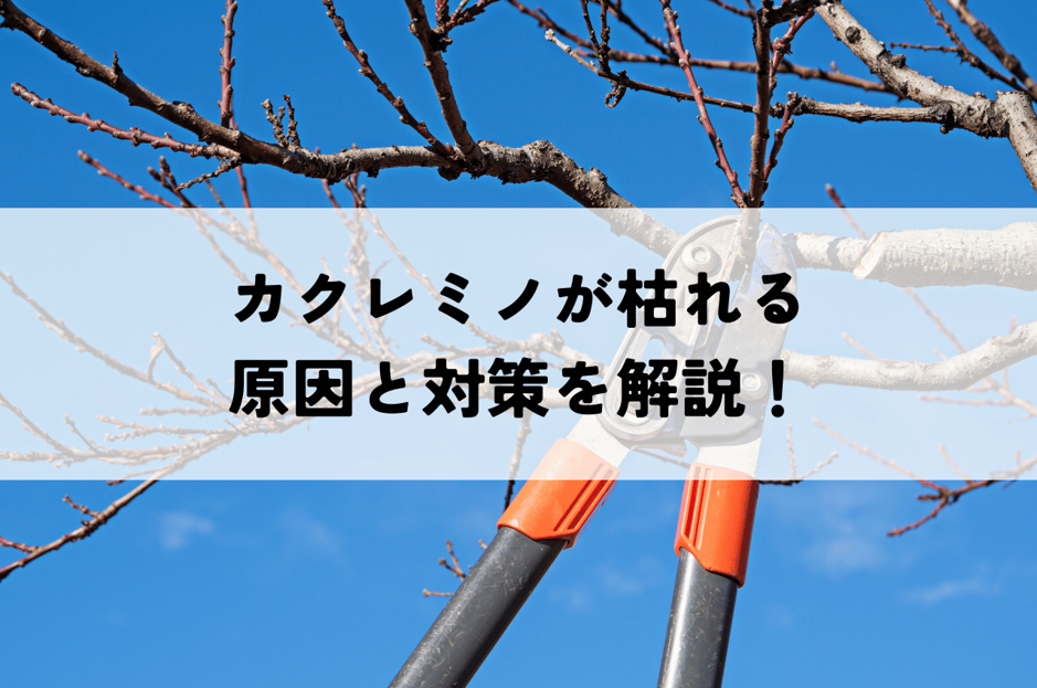 カクレミノが枯れる原因とその対策！剪定方法や病気・害虫の予防も解説