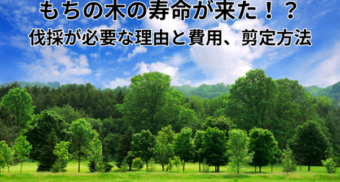 もちの木の寿命が来た！？伐採が必要な理由と費用相場、剪定方法も解説