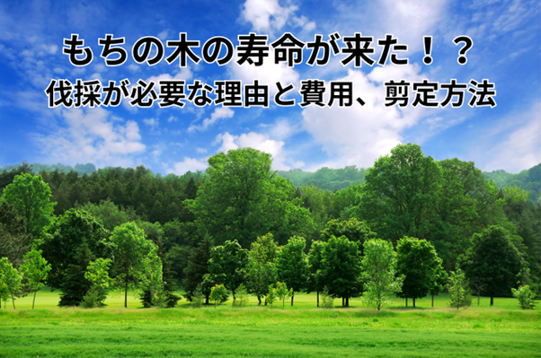 もちの木の寿命が来た！？伐採が必要な理由と費用相場、剪定方法も解説