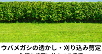 ウバメガシの透かし剪定と刈り込み剪定｜生垣を綺麗に仕立てる手順を解説