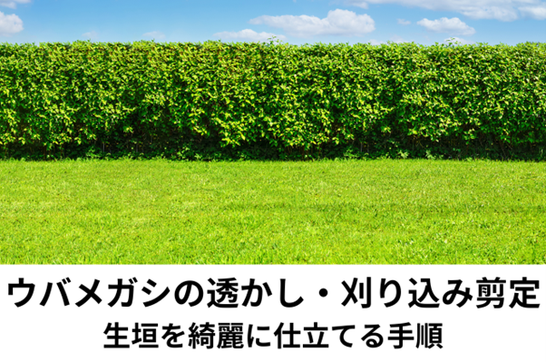 ウバメガシの透かし剪定と刈り込み剪定｜生垣を綺麗に仕立てる手順を解説