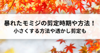 暴れたモミジの剪定｜時期や方法を解説！小さくする方法や透かし剪定も