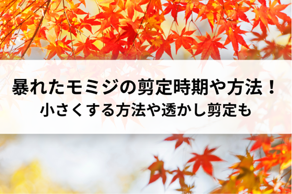 暴れたモミジの剪定｜時期や方法を解説！小さくする方法や透かし剪定も