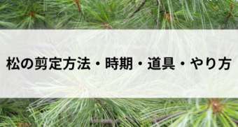 松の剪定方法・剪定時期・道具・やり方を解説！