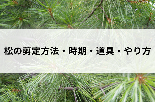 松の剪定方法・剪定時期・道具・やり方を解説！