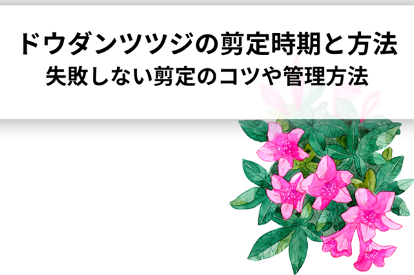 ドウダンツツジの剪定時期と方法！失敗しない剪定のコツや管理方法も解説