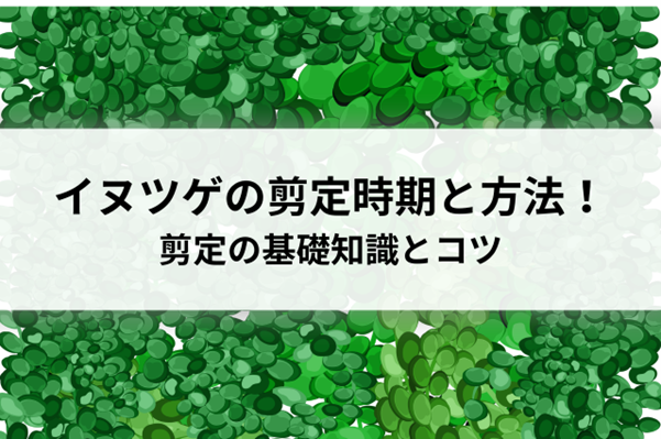 イヌツゲの剪定時期と方法！剪定の基礎知識とコツをご紹介！