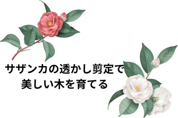 サザンカの透かし剪定で美しい木を育てる方法！