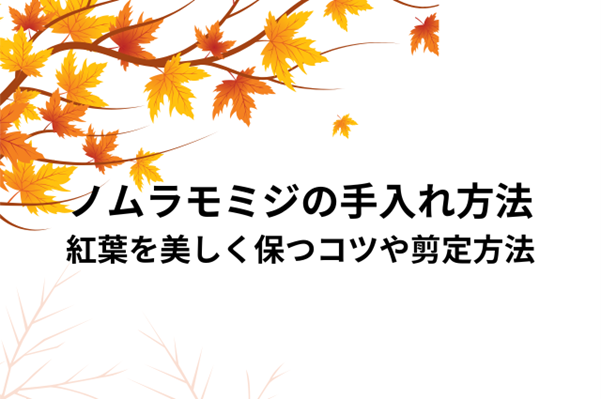 ノムラモミジの手入れ方法を解説！紅葉を美しく保つコツや剪定方法