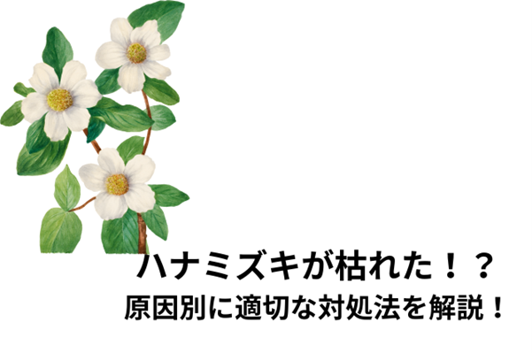 ハナミズキが枯れた！？原因別に適切な対処法を解説！