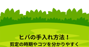 ヒバの手入れ方法を解説！剪定の時期やコツを分かりやすく説明します！