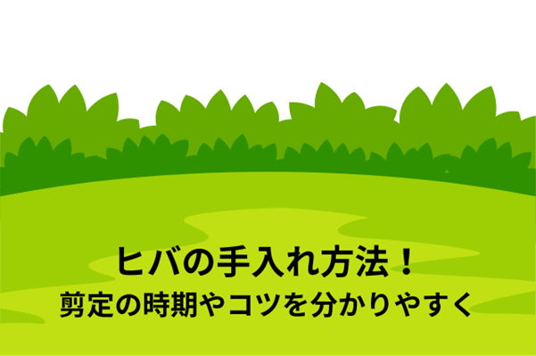 ヒバの手入れ方法を解説！剪定の時期やコツを分かりやすく説明します！