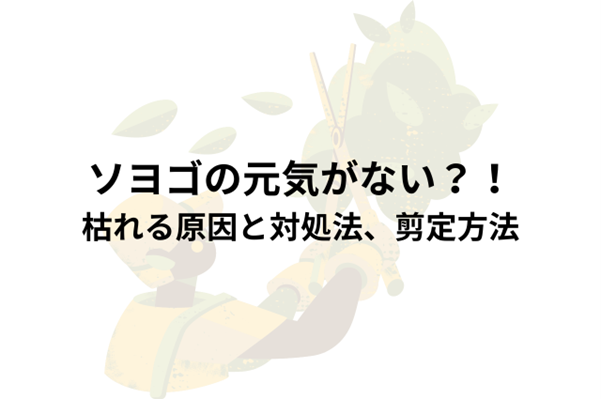 ソヨゴの元気がない？！枯れる原因と対処法！剪定方法も解説！