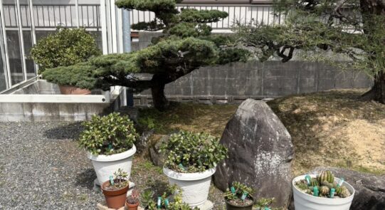 筑紫野市上古賀　剪定工事