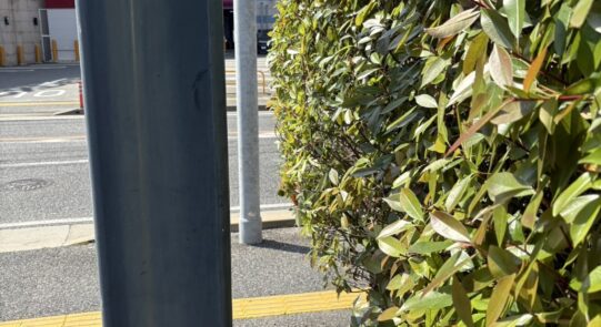 Y様邸剪定草刈り工事