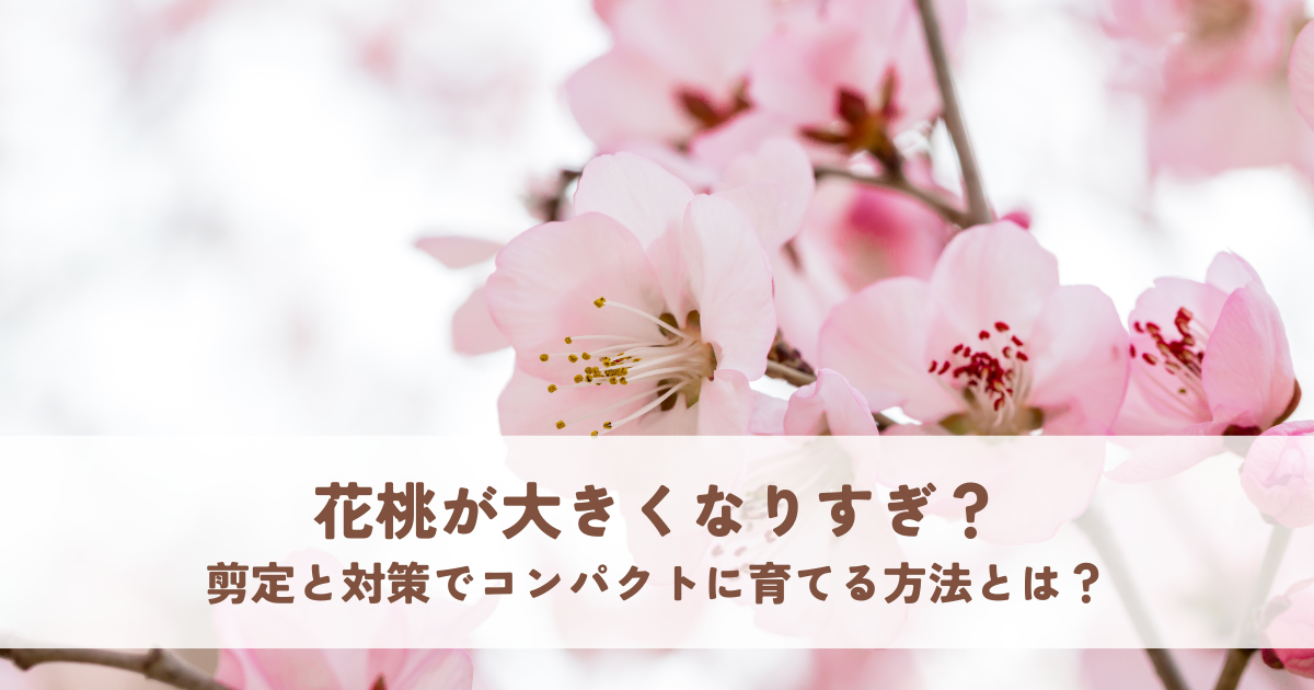 花桃大きくなりすぎ?剪定と対策でコンパクトに育てる方法とは?