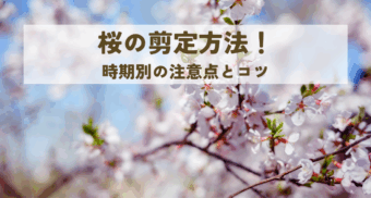 桜の剪定方法！時期別の注意点とコツ