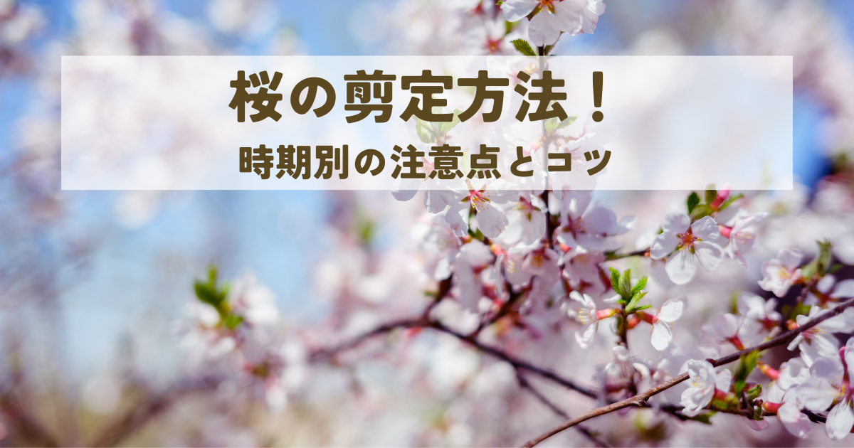 桜の剪定方法!時期別の注意点とコツ