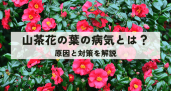山茶花の葉の病気とは？原因と対策を解説