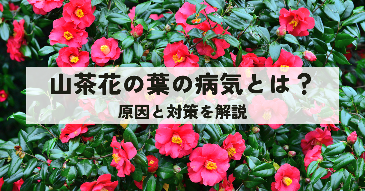 山茶花の葉の病気とは?原因と対策を解説