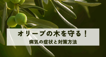 オリーブの木を守る！病気の症状と対策方法
