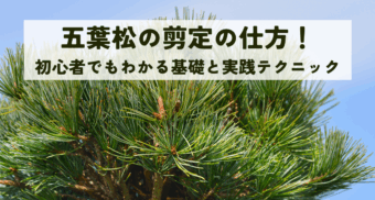 五葉松の剪定の仕方！初心者でもわかる基礎と実践テクニック