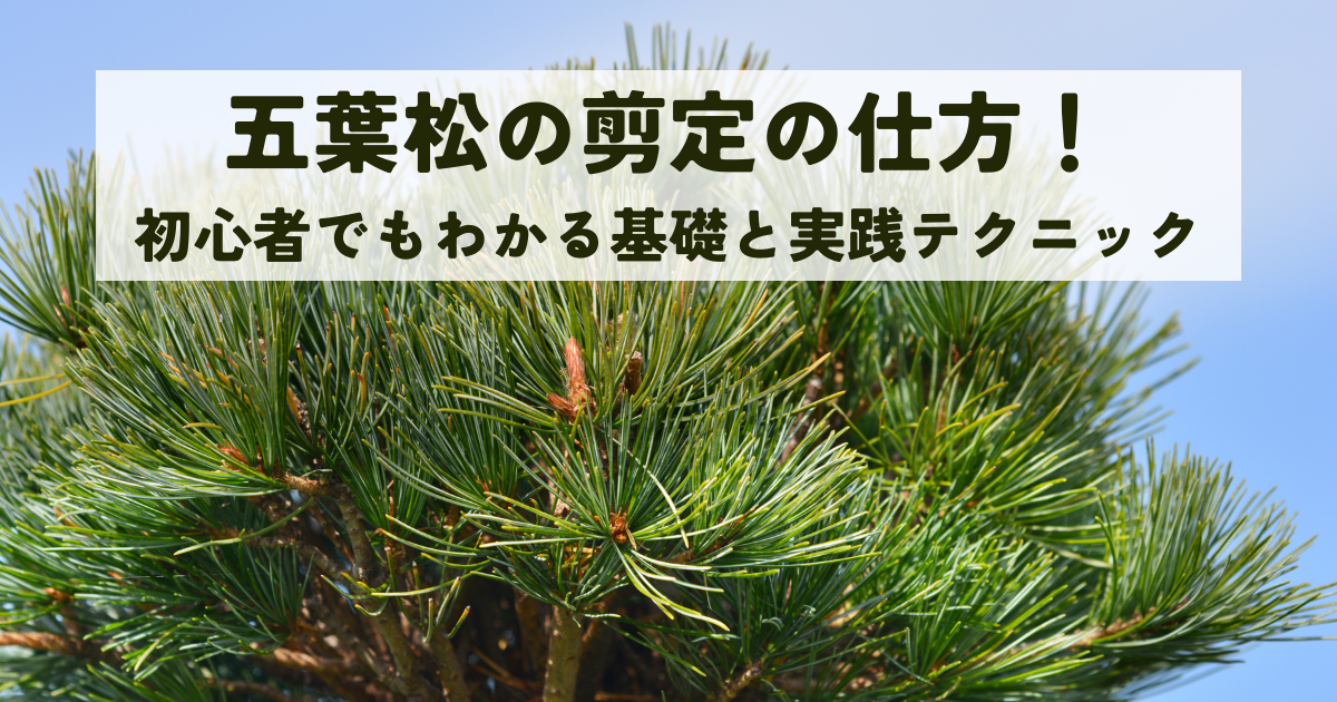 五葉松の剪定の仕方!初心者でもわかる基礎と実践テクニック