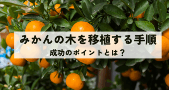 みかんの木を移植する手順と成功のポイント