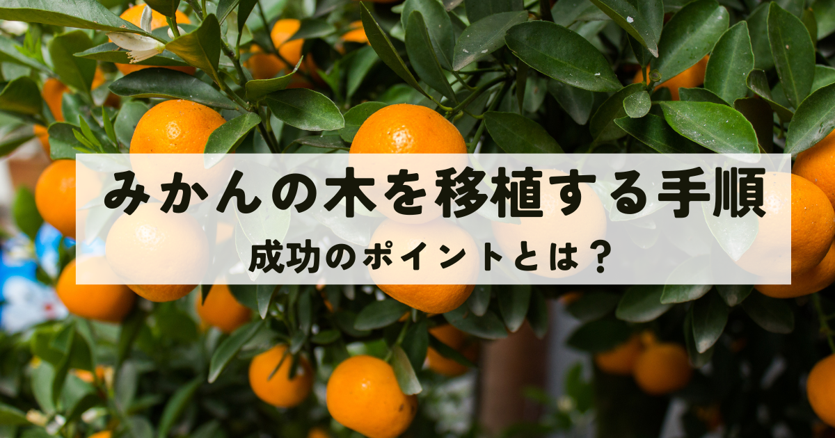 みかんの木を移植する手順と成功のポイント