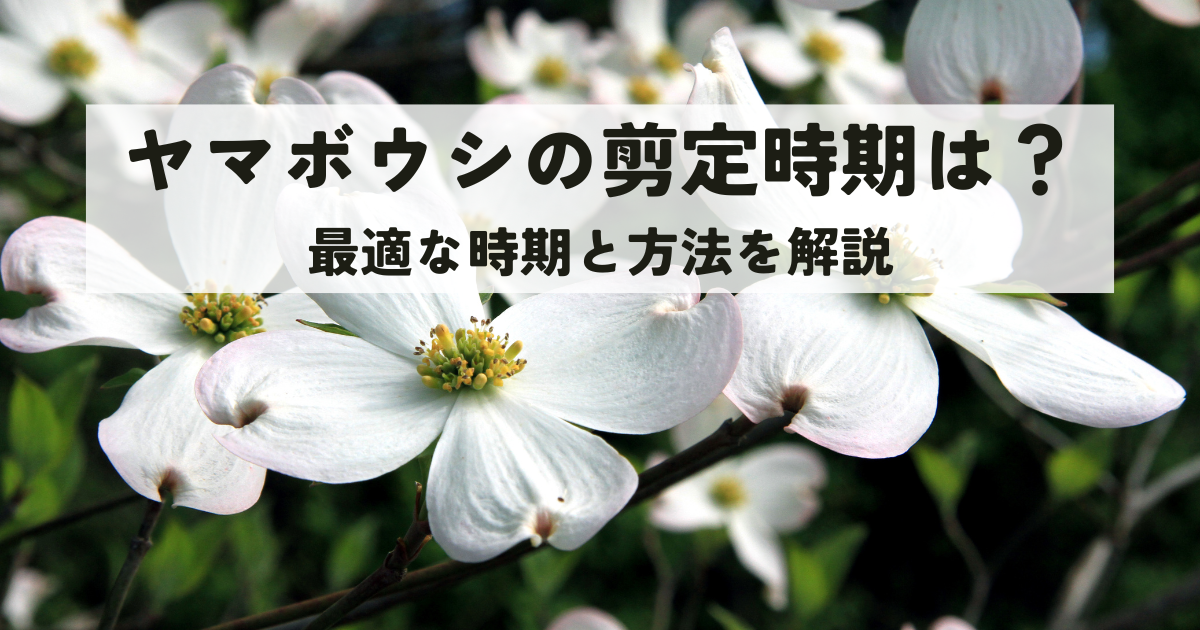 ヤマボウシの剪定時期のベストタイミングは?最適な時期と方法を解説