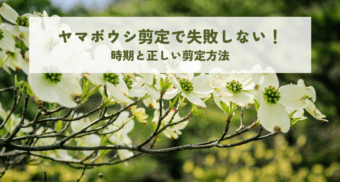 ヤマボウシ剪定で失敗しない！時期と正しい剪定方法を解説