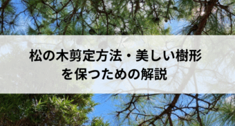 松の木剪定方法・美しい樹形を保つための解説