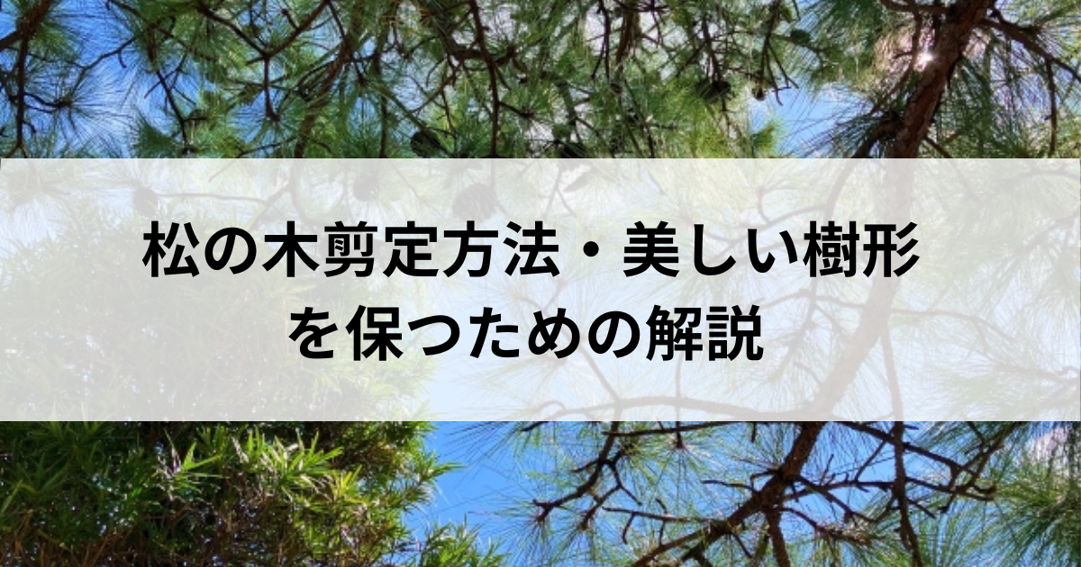 松の木剪定方法・美しい樹形を保つための解説
