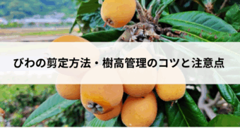 びわの剪定方法・樹高管理のコツと注意点