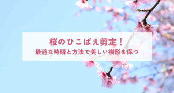 桜のひこばえ剪定！最適な時期と方法で美しい樹形を保つ