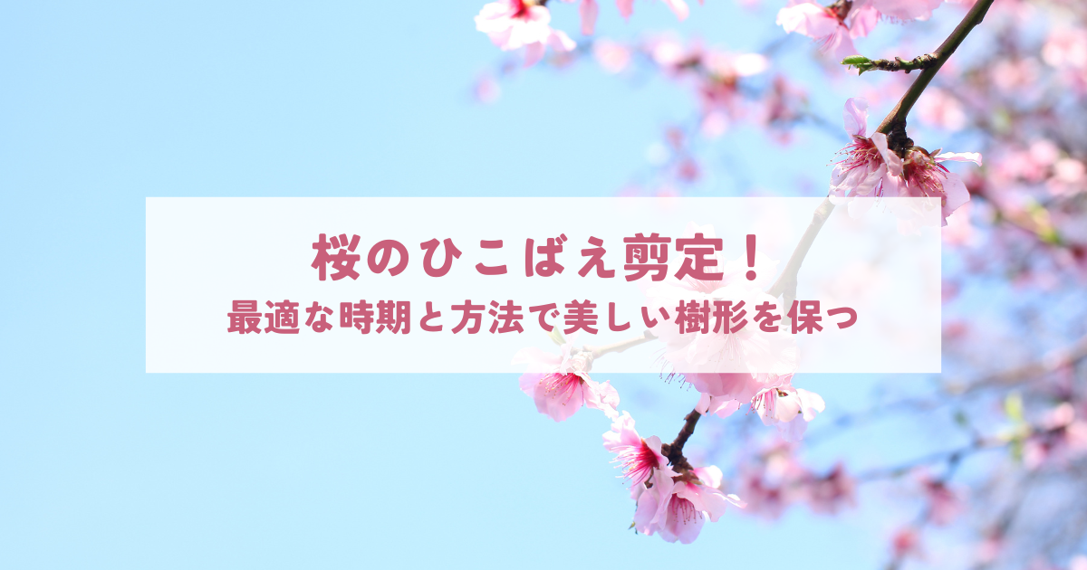 桜のひこばえ剪定!最適な時期と方法で美しい樹形を保つ