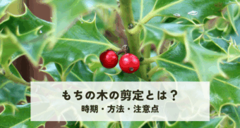 もちの木の剪定とは?時期・方法・注意点