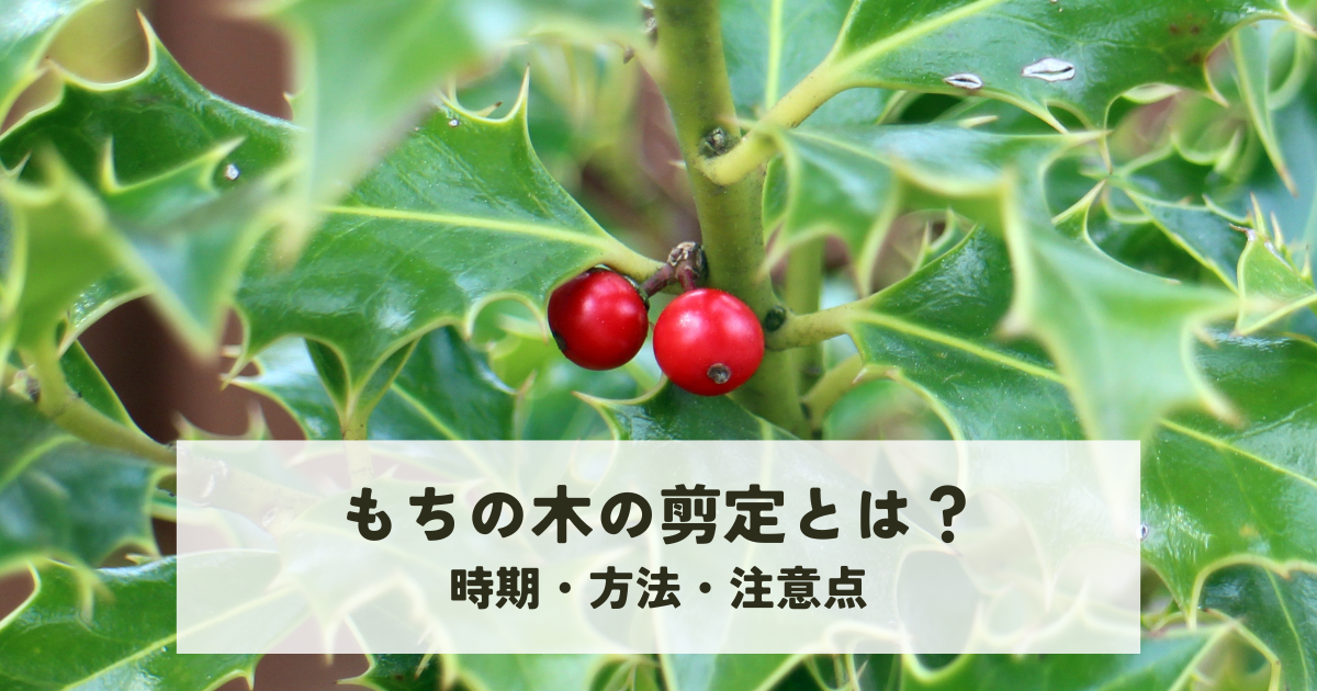 もちの木の剪定とは?時期・方法・注意点