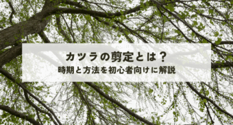 カツラの剪定とは？時期と方法を初心者向けに解説
