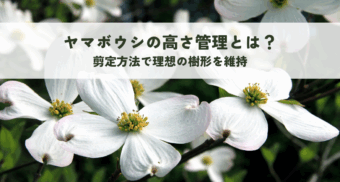 ヤマボウシの高さ管理とは？剪定方法で理想の樹形を維持