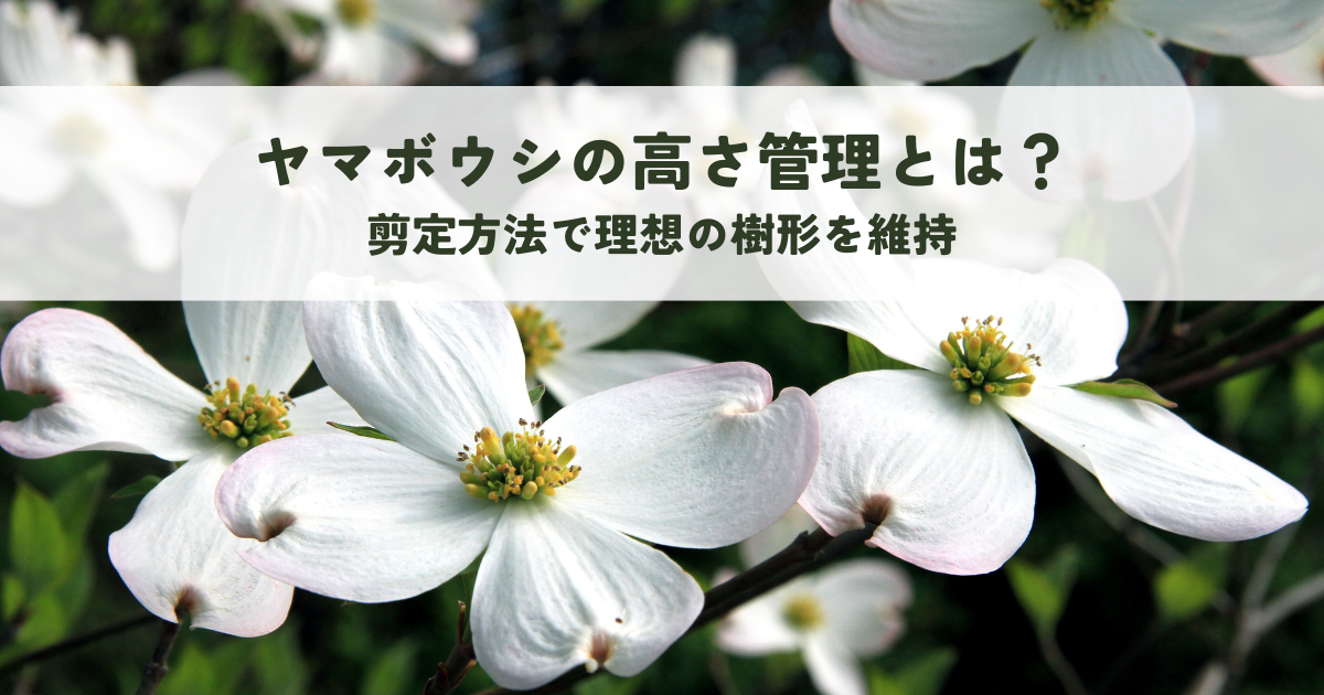 ヤマボウシの高さ管理とは?剪定方法で理想の樹形を維持