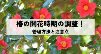 椿の開花時期調整で美しい景観を！管理方法と注意点