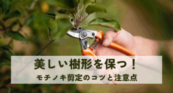 美しい樹形を保つ！モチノキ剪定のコツと注意点
