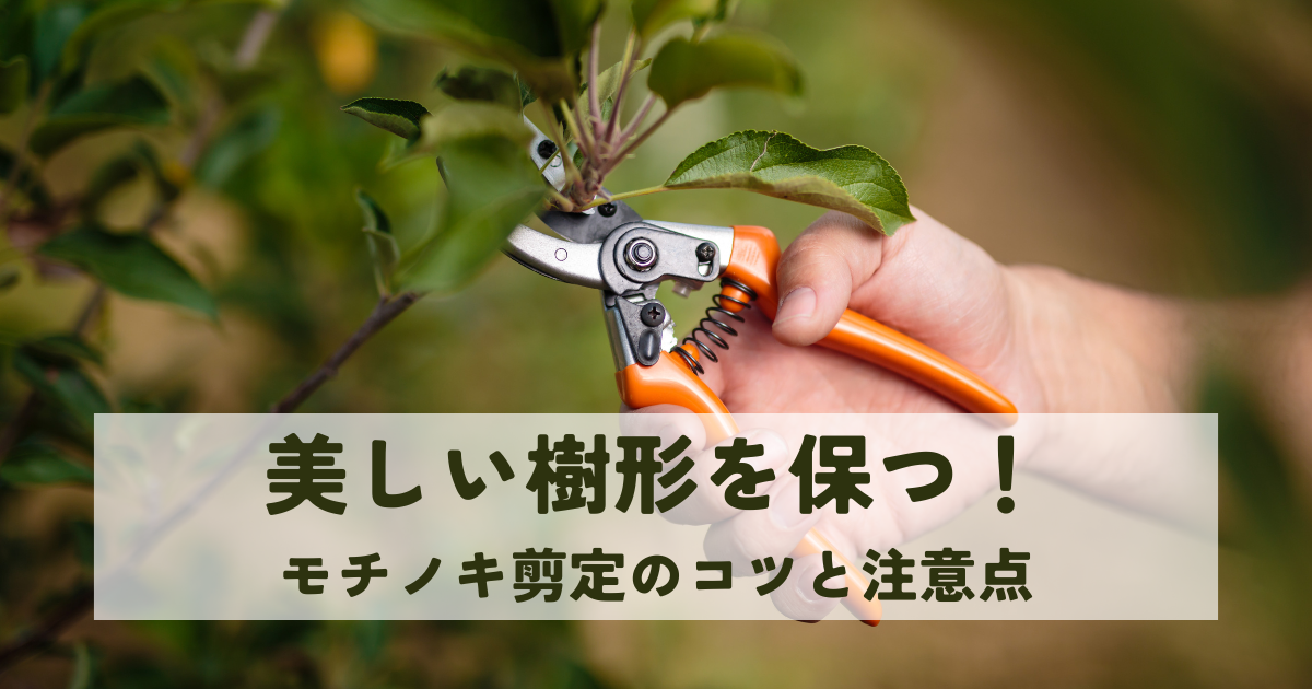 美しい樹形を保つ!モチノキ剪定のコツと注意点