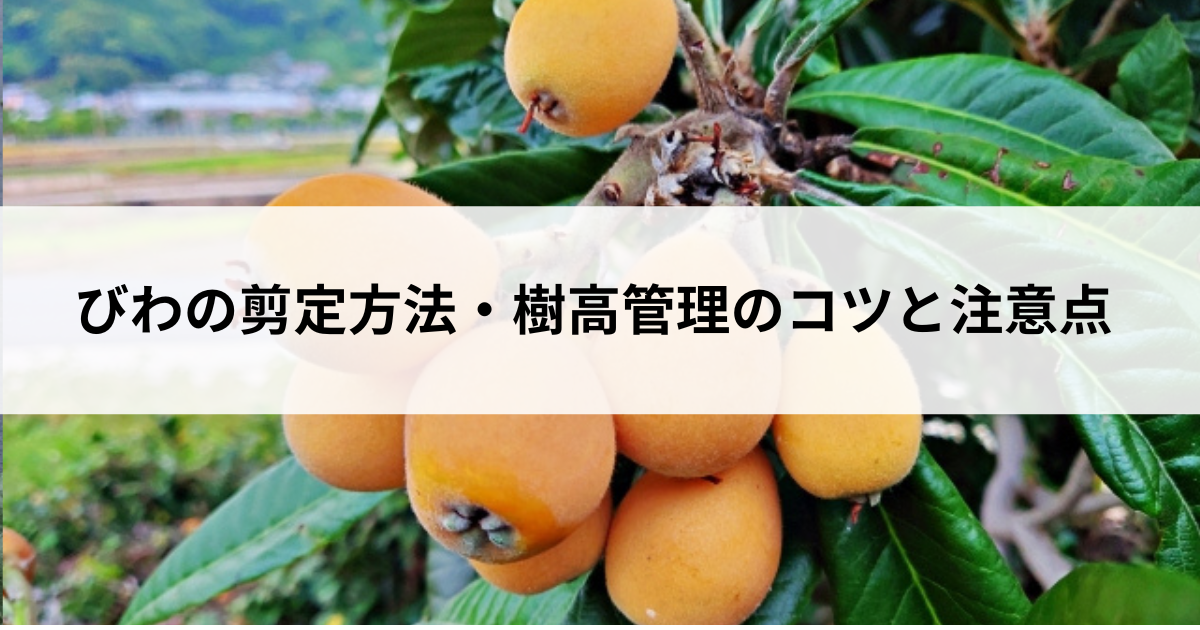 びわの剪定方法・樹高管理のコツと注意点