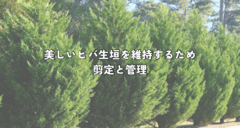 美しいヒバ生垣を維持するための剪定と管理