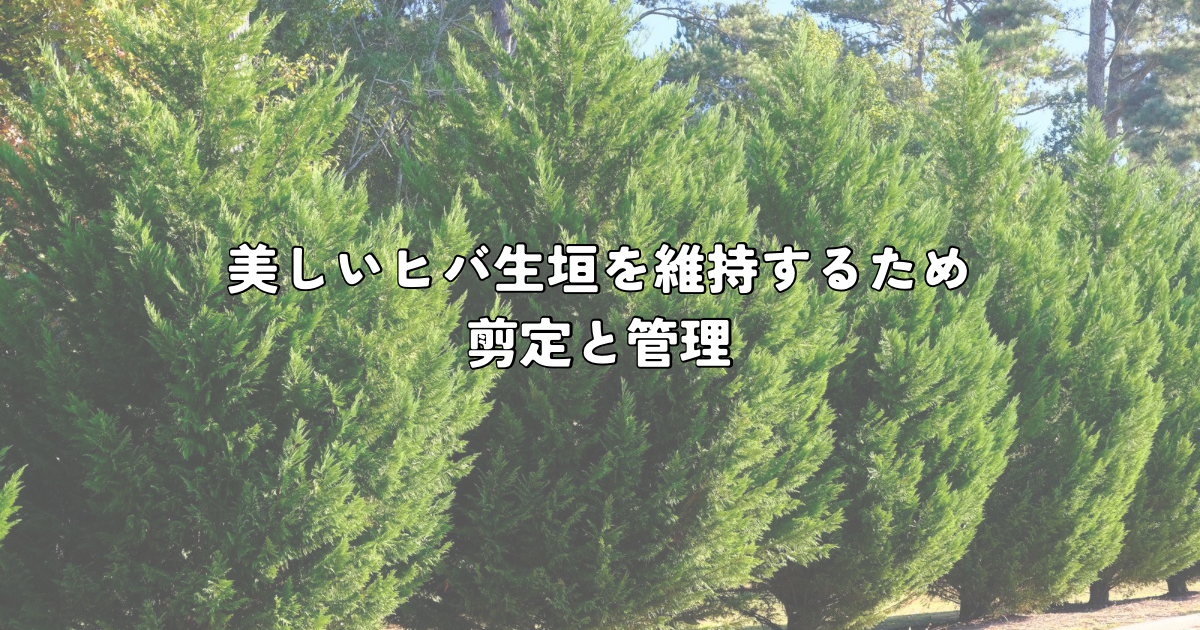 美しいヒバ生垣を維持するための剪定と管理