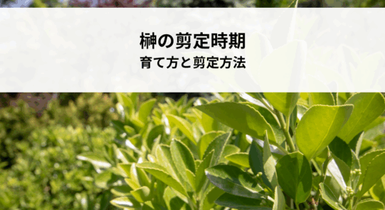 榊の剪定時期とは？育て方と剪定方法を解説