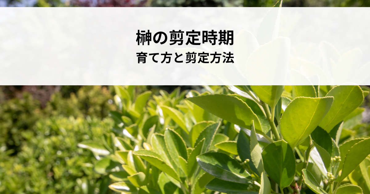 榊の剪定時期とは?育て方と剪定方法を解説